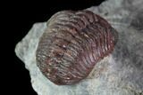 Red Barrandeops Trilobite - Hmar Laghdad, Morocco #86896-1